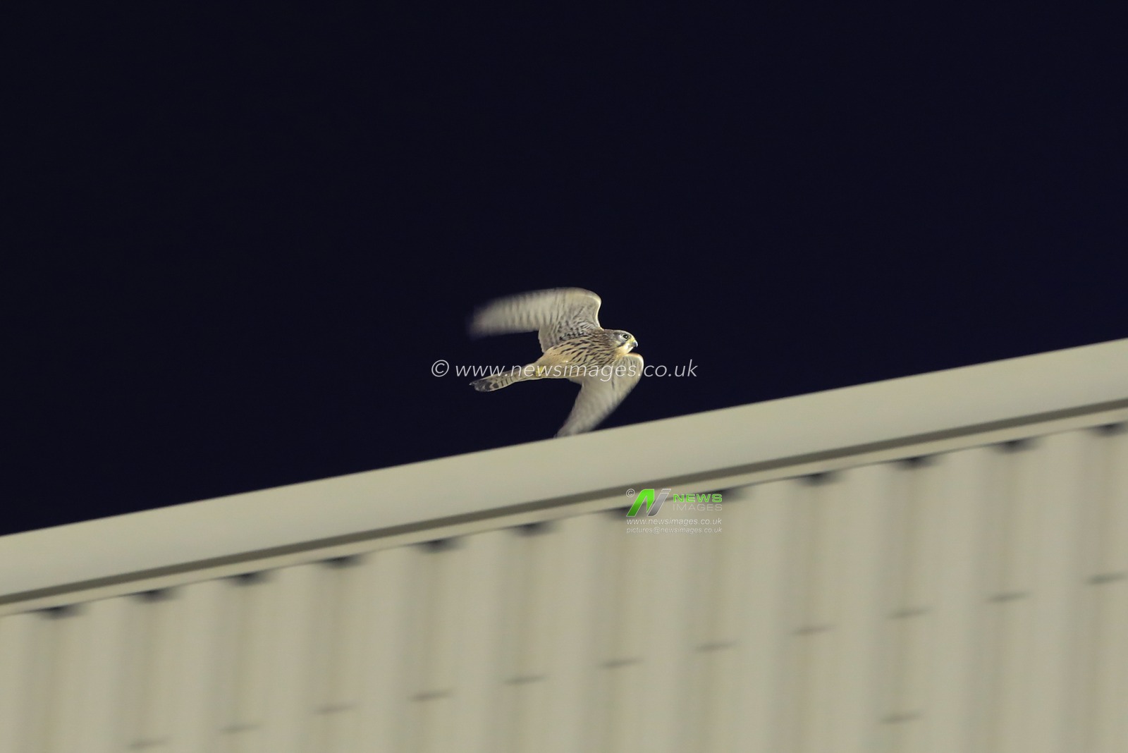 Oakwellâ€™s resident kestrel flyâ€™s around the ground