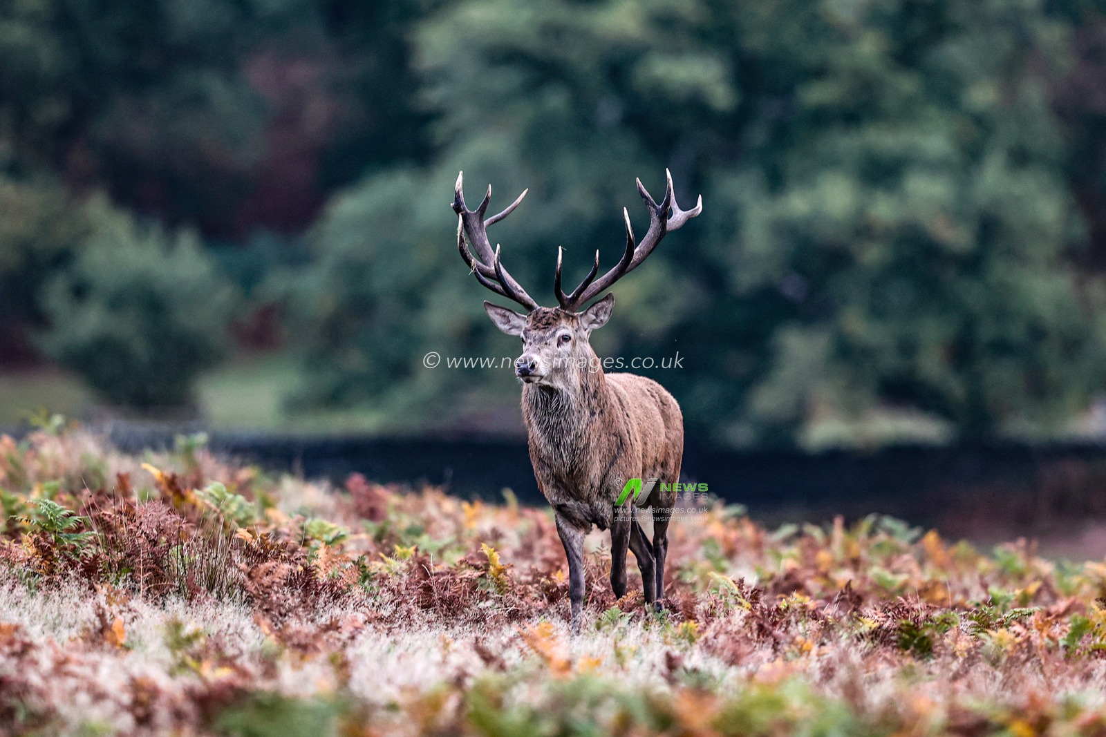 A red deer stag patrols the park looking for doe’s to mate with during the annual autumn deer rut at Bradgate Park, Newtown near Leicester, United Kingdom, 8th October 2025

(Photo by Alfie Cosgrove/News Images)