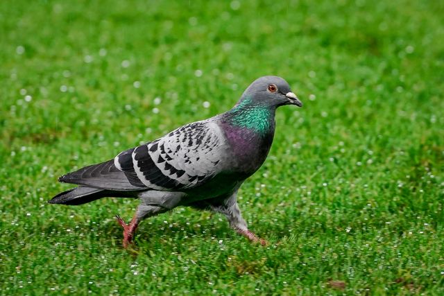 A pigeon hangs about the pitch during the UEFA Europa League 
Knockout Round Play-offs match Nottingham Forest vs Fenerbahce at City Ground, Nottingham, United Kingdom on 26 February 2026

(Photo by Maynard Manyowa/News Images)