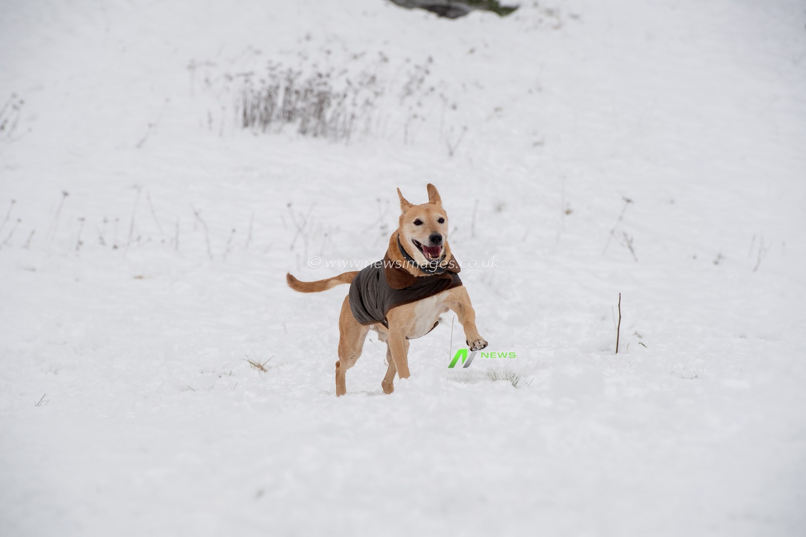 A dog looks to be having a great time running through the deep snowfall in Great Malvern