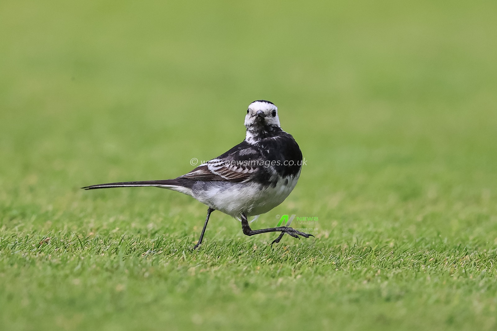 A Pied Wagtail makes a run as the game is underway
