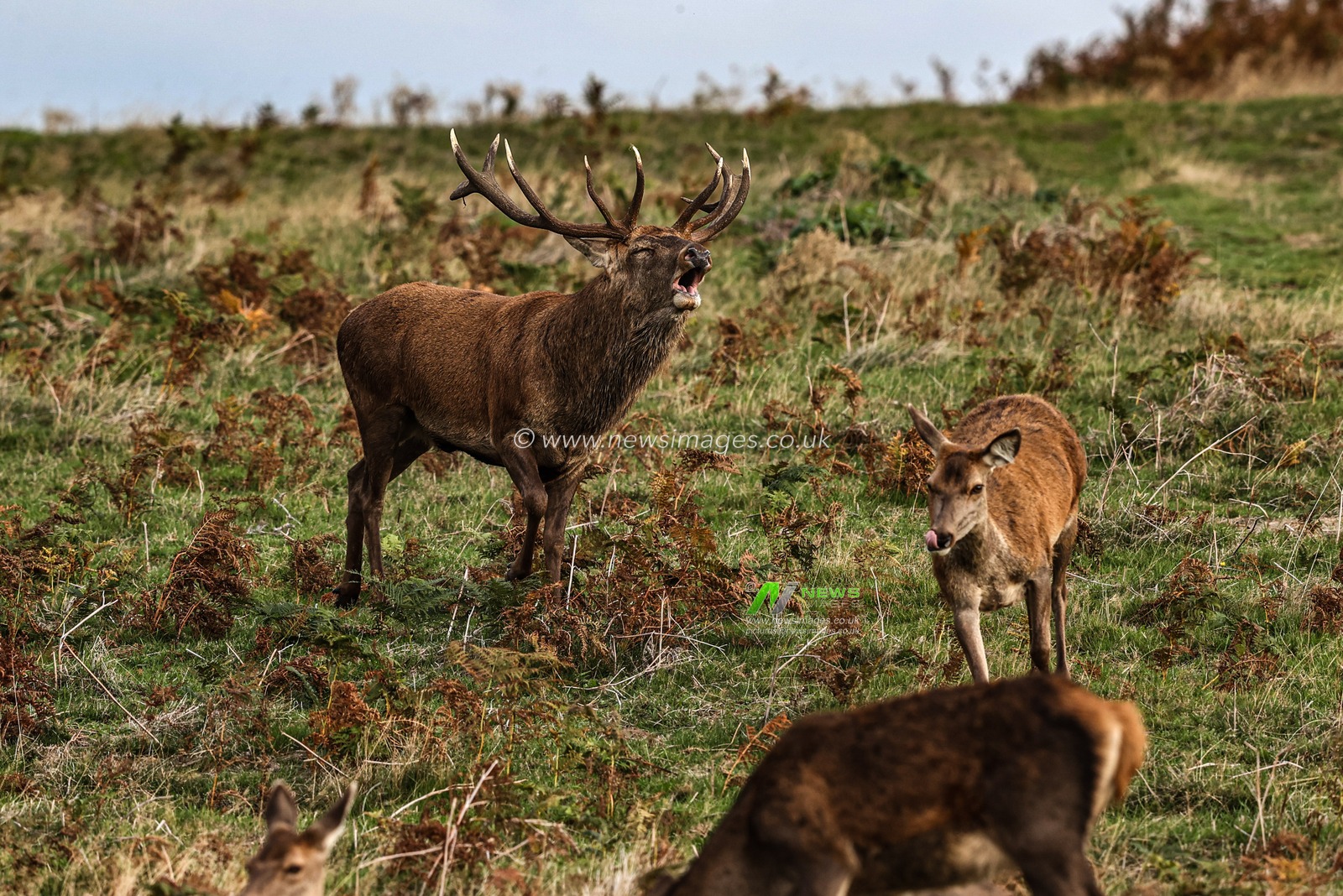 A red deer stag patrols the park looking for doe’s to mate with during the annual autumn deer rut at Bradgate Park, Newtown near Leicester, United Kingdom, 8th October 2025

(Photo by Alfie Cosgrove/News Images)