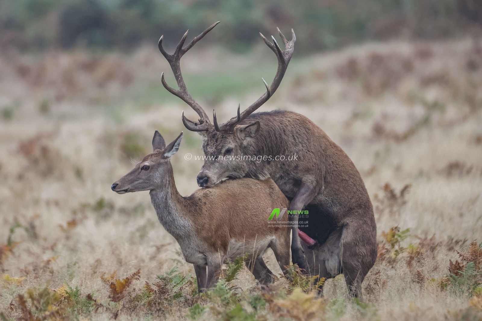***Editors note animals mating *** 

A red deer stag mounts one if his doeâ€™s during their annual mating season during the annual autumn deer rut at Bradgate Park, Newtown near Leicester, United Kingdom, 15th October 2024

(Photo by Mark Cosgrove/News Images)