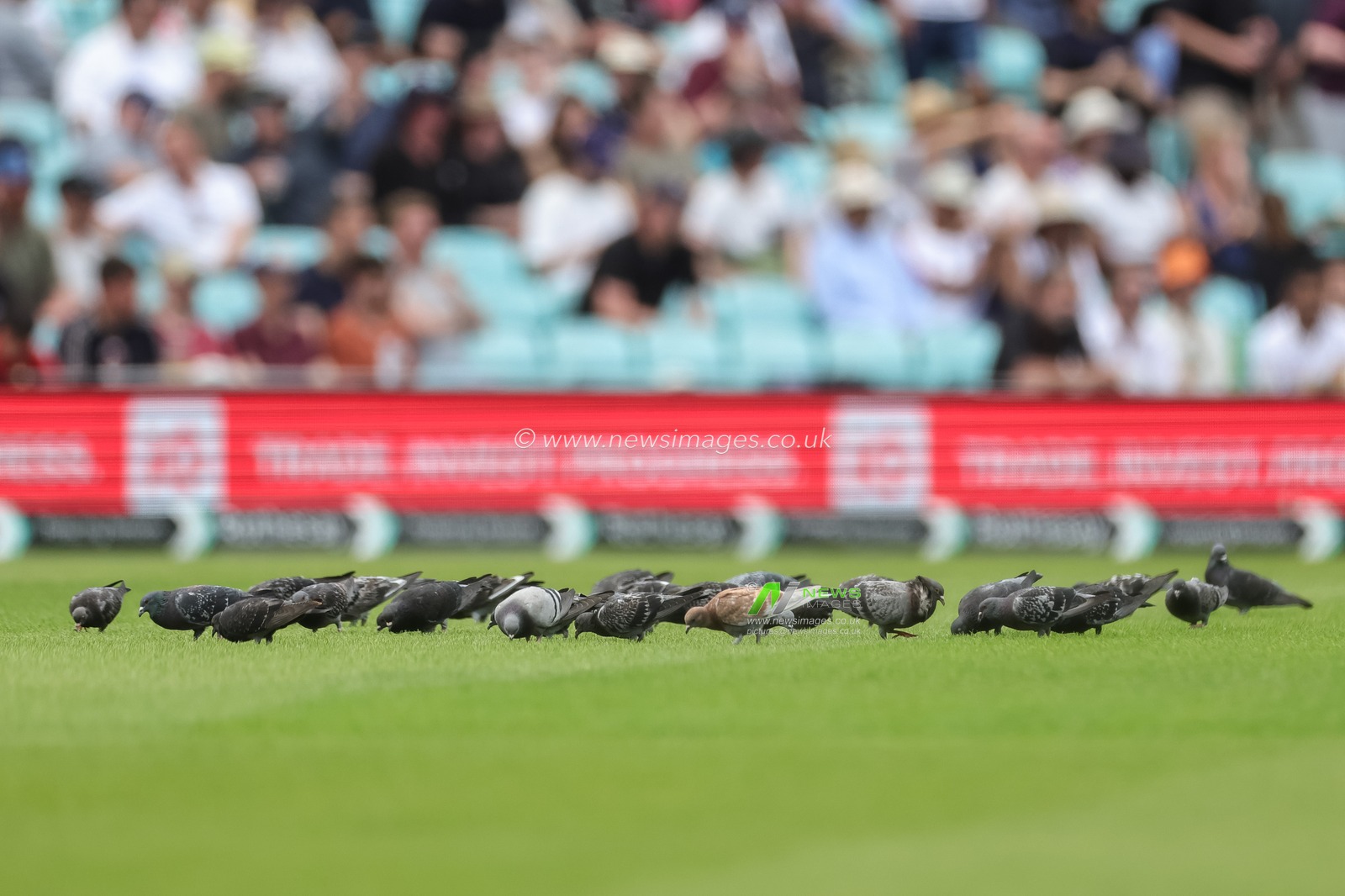 Pigeons eat grass seed on the pitch during the 2nd Rothesay Test Match Day 1 match England vs New Zealand at The Kia Oval, London, United Kingdom on 17 June 2026

(Photo by Mark Cosgrove/News Images)