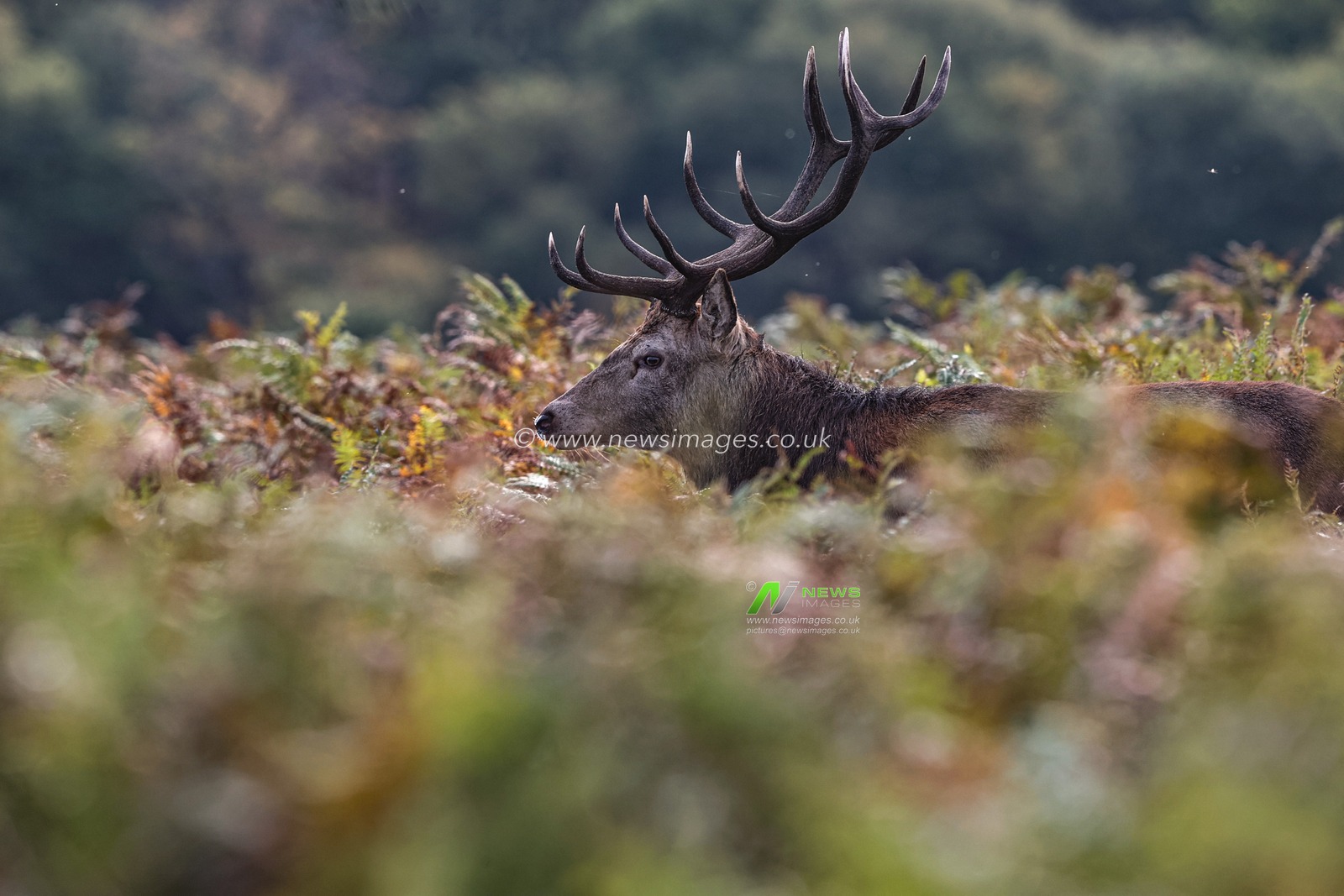 A red deer stag patrols the park looking for doe’s to mate with during the annual autumn deer rut at Bradgate Park, Newtown near Leicester, United Kingdom, 8th October 2025

(Photo by Alfie Cosgrove/News Images)