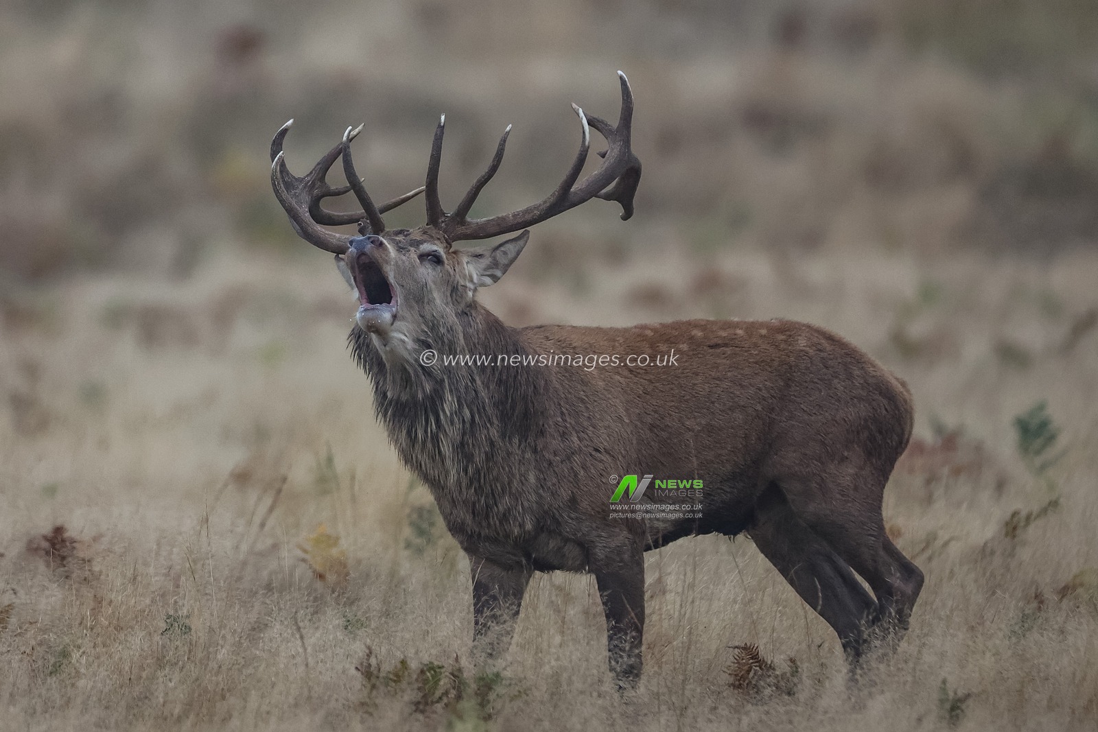 A red deer stag bellows out his call as he protects his heard of doeâ€™s during the annual autumn deer rut at Bradgate Park, Newtown near Leicester, United Kingdom, 15th October 2024

(Photo by Mark Cosgrove/News Images)