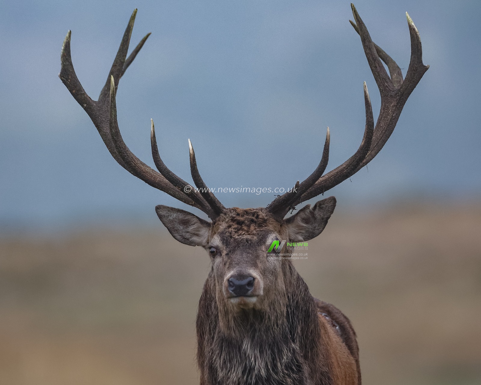 A younger red deer stag patrols the park looking for doeâ€™s to mate with during the annual autumn deer rut at Bradgate Park, Newtown near Leicester, United Kingdom, 15th October 2024

(Photo by Mark Cosgrove/News Images)