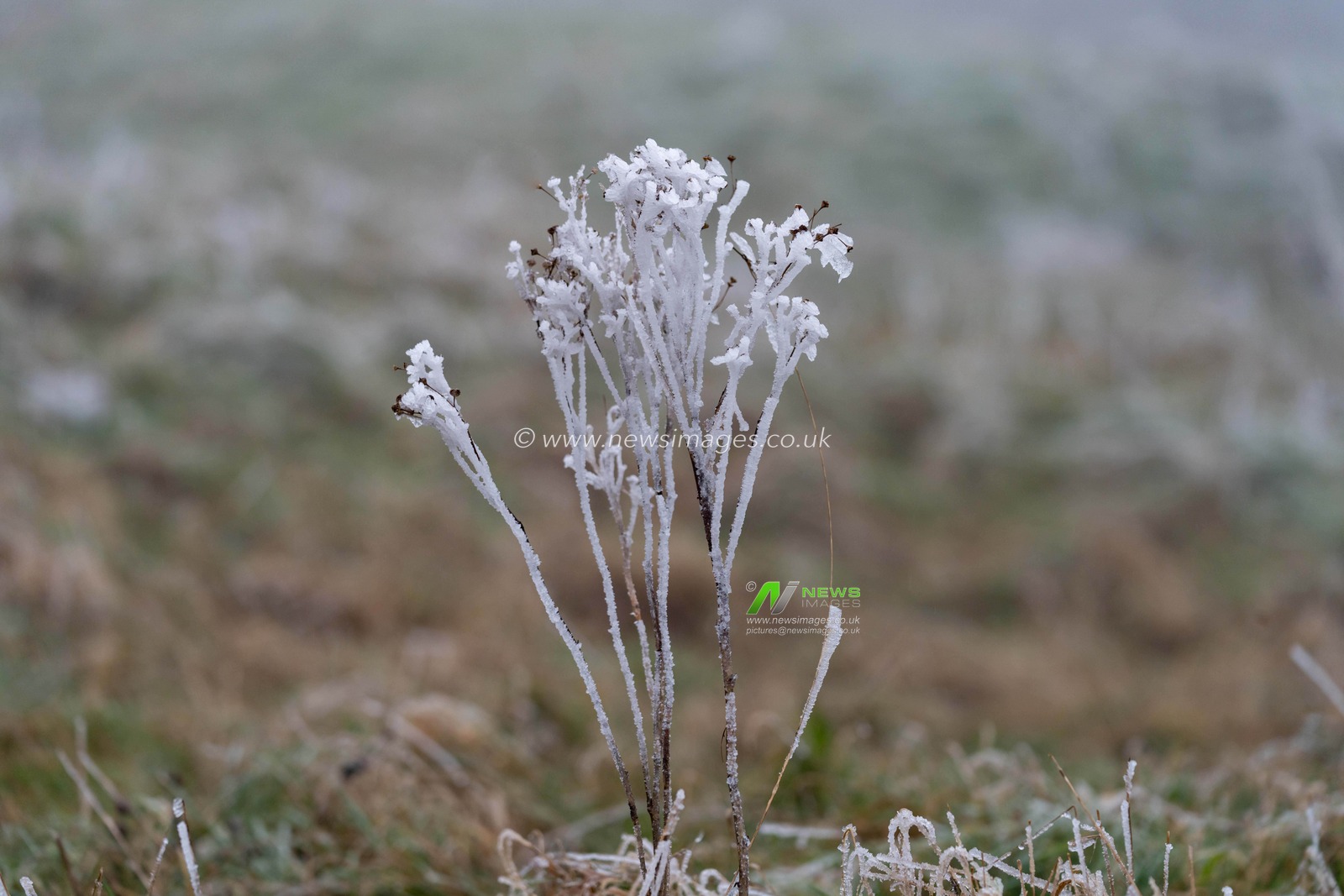 Walking on the Dunstable Downs on New Years Day on a very foggy day. Some of the plants and trees have hoares frost.