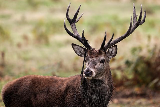A red deer stag patrols the park looking for doe’s to mate with during the annual autumn deer rut at Bradgate Park, Newtown near Leicester, United Kingdom, 8th October 2025

(Photo by Alfie Cosgrove/News Images)