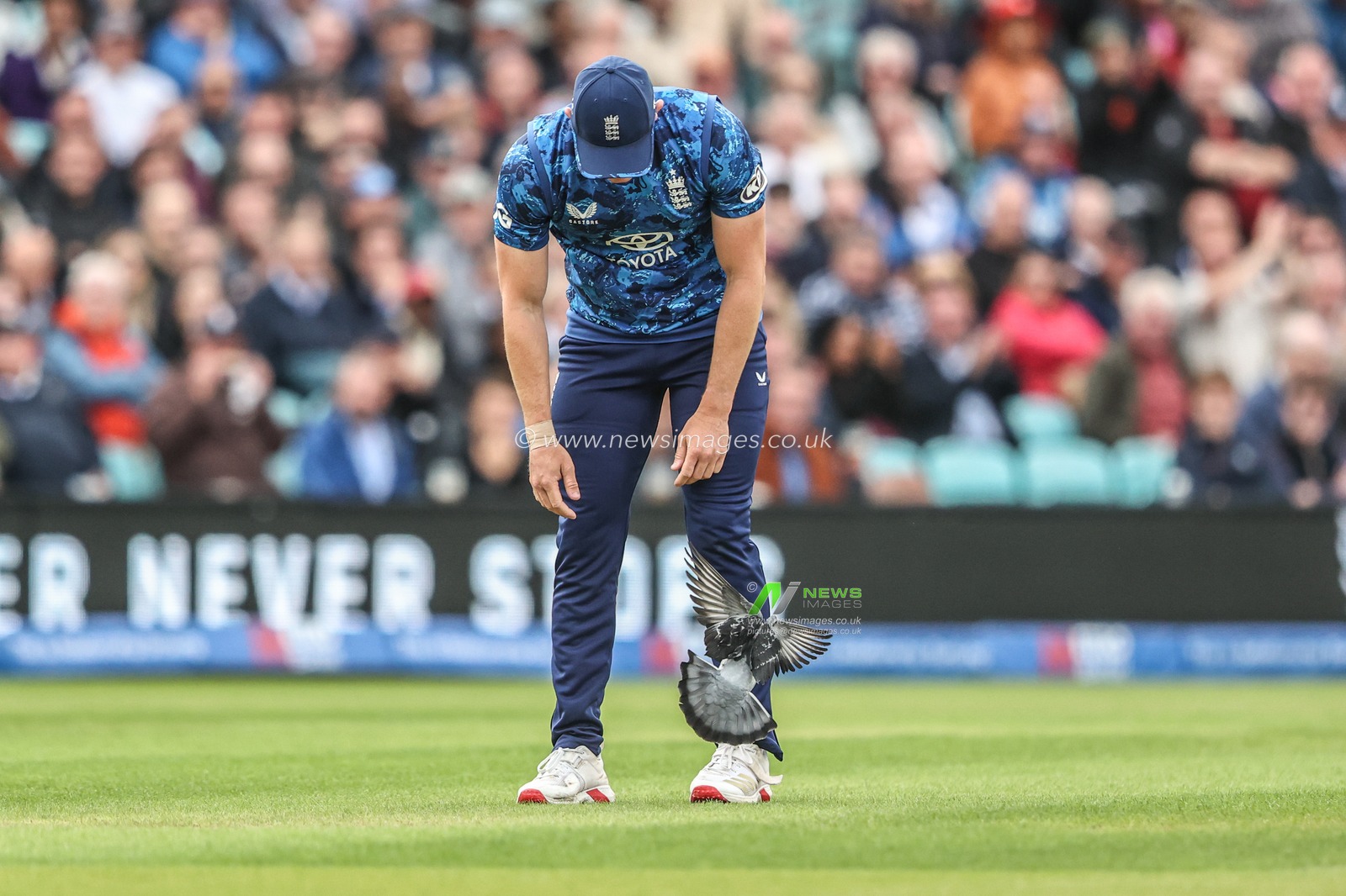 Will Jacks of England checks on a pigeon after it is hit by the ball during the 3rd Metro Bank ODI England v West Indies at The Kia Oval, London, United Kingdom, 3rd June 2025

(Photo by Alfie Cosgrove/News Images)