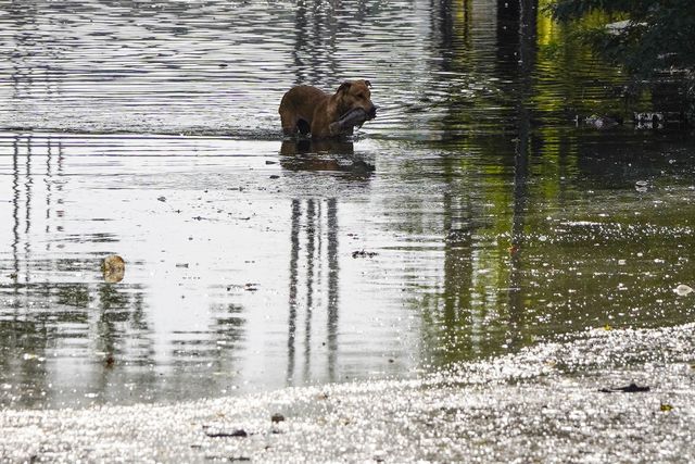 A Dog wades across a flooded street with a fish in its mouth near the holy lake of Pushkar, india on 10 September 2025.(Photo: Himanshu Sharma/News Images)