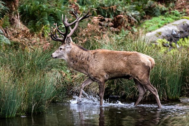 A red deer stag patrols the park looking for doe’s to mate with during the annual autumn deer rut at Bradgate Park, Newtown near Leicester, United Kingdom, 8th October 2025

(Photo by Alfie Cosgrove/News Images)