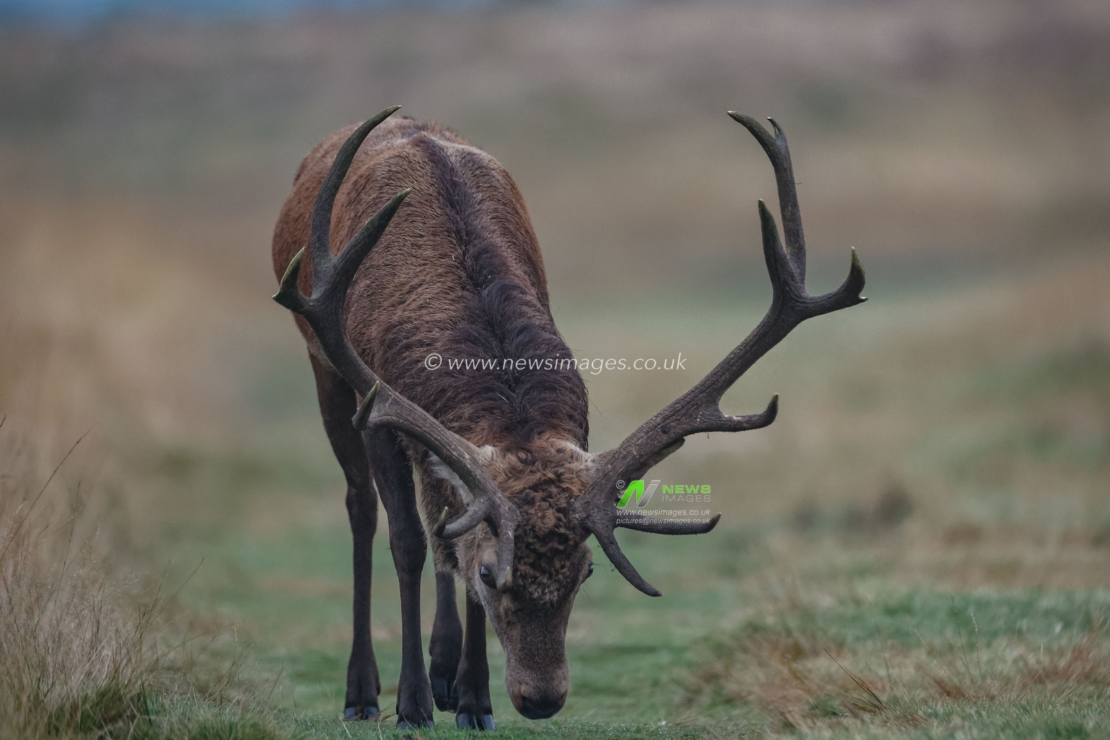 A younger red deer stag patrols the park looking for doeâ€™s to mate with during the annual autumn deer rut at Bradgate Park, Newtown near Leicester, United Kingdom, 15th October 2024

(Photo by Mark Cosgrove/News Images)