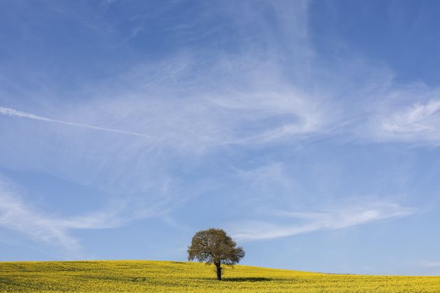 A lone Oak tree sprouts new leafs over a field of Yellow rapeseed blossom and clear blue skies