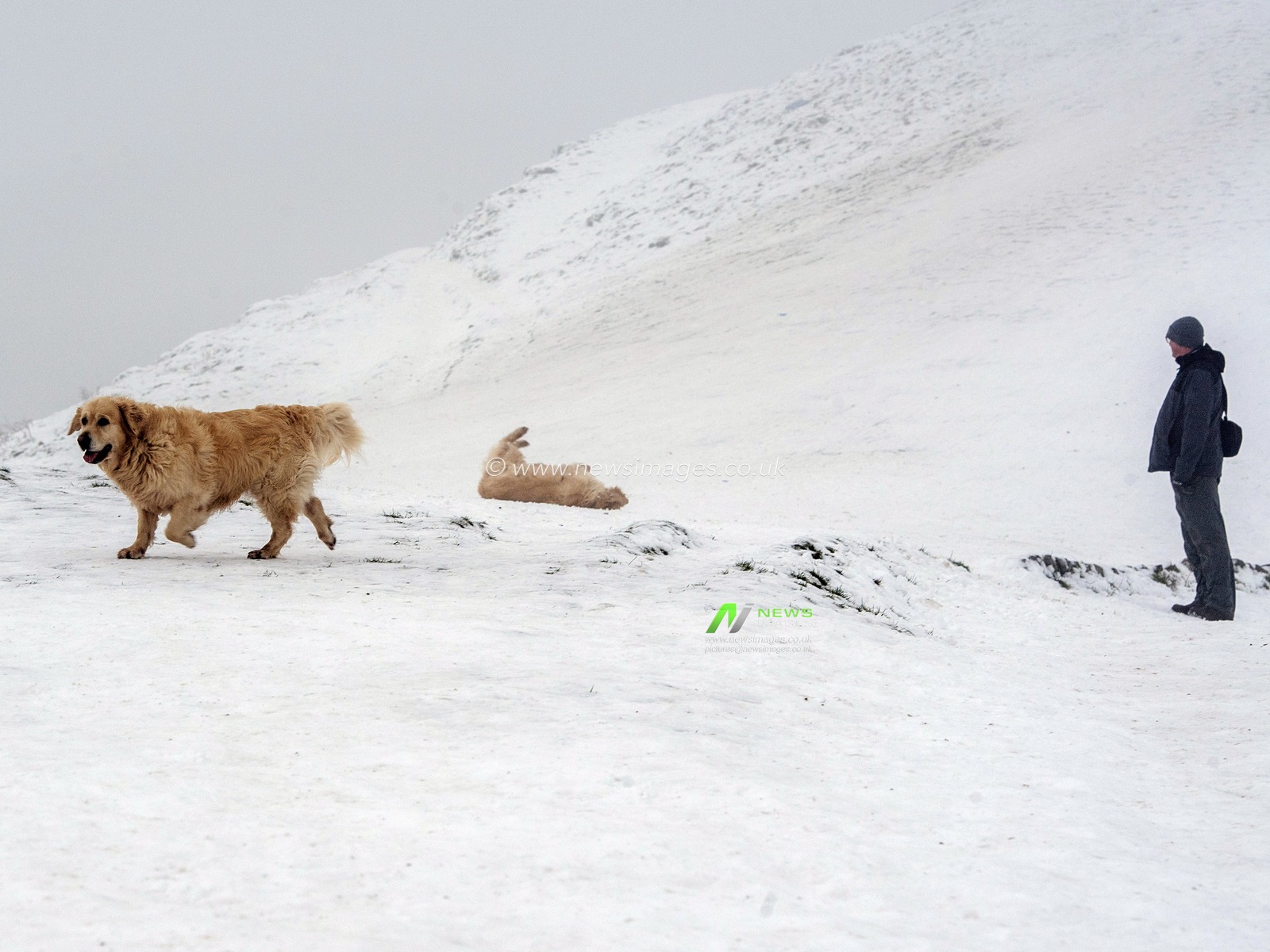 A Golden Retriever enjoying themselves on the Malvern Hills rolling around with excitement.