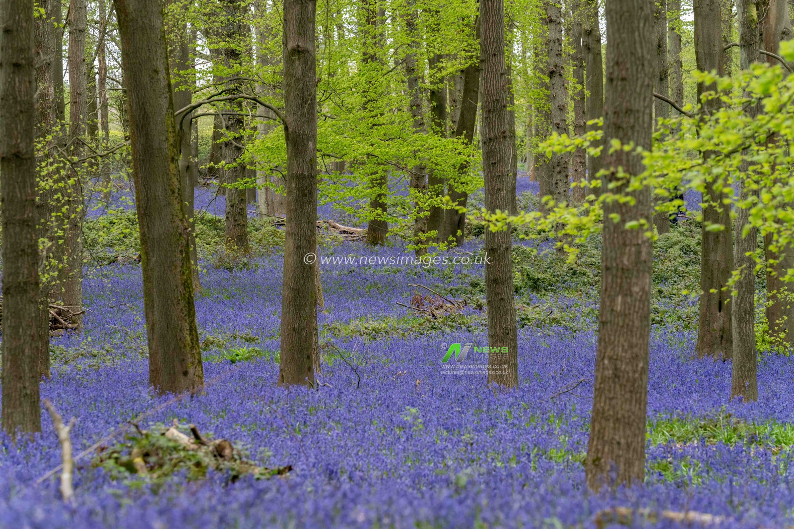 Dockey Wood Bluebells, Buckinghamshire near the Ashridge Estate are out in full bloom. They cover the floor of the wood during Springtime