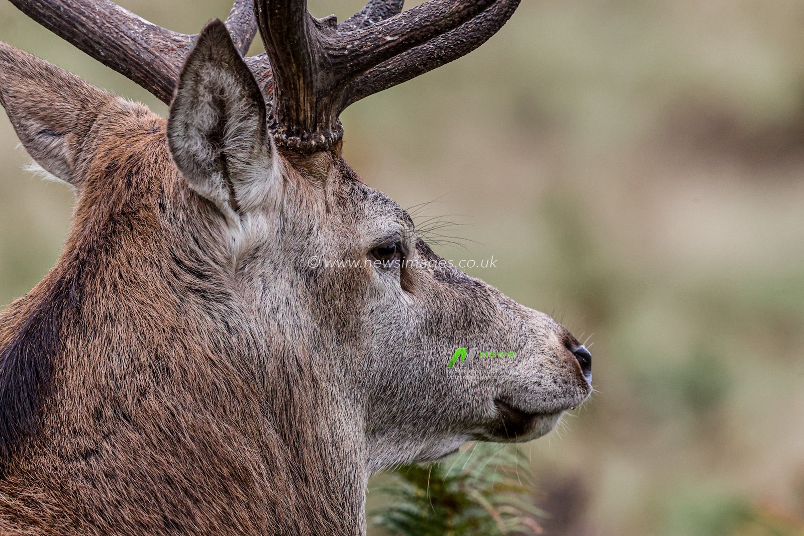 A red deer stag during the annual autumn deer rut at Bradgate Park, Newtown near Leicester, United Kingdom, 9th October 2025

(Photo by Alfie Cosgrove/News Images)