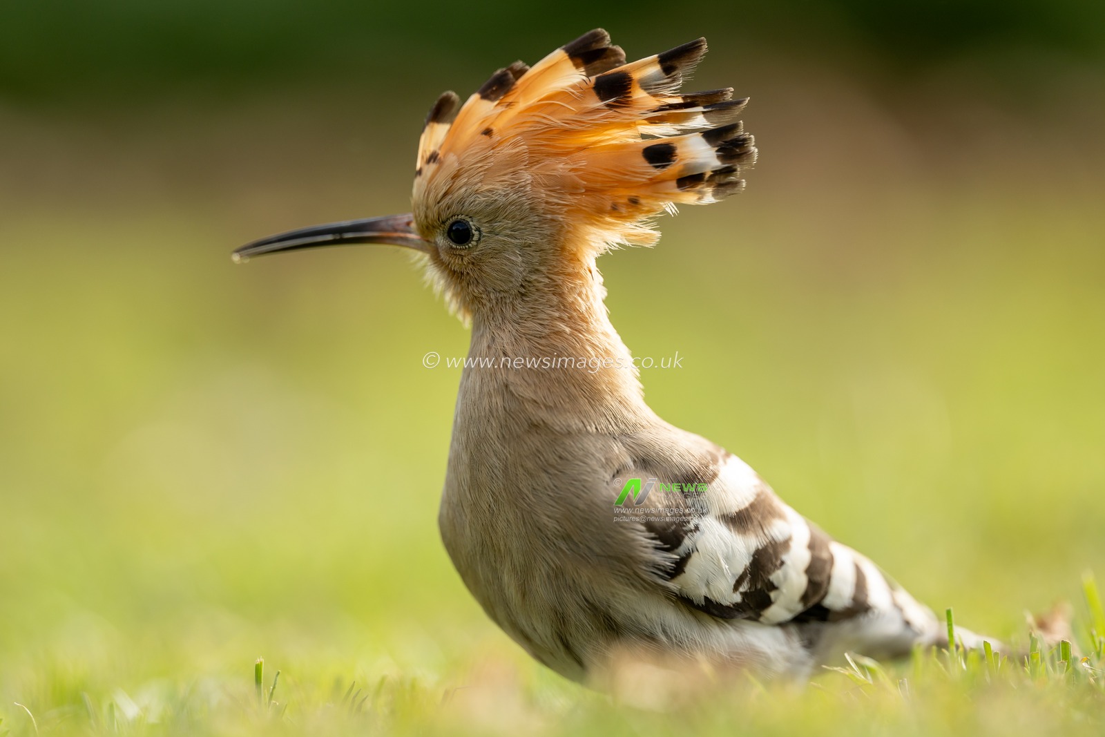 A remarkable sighting has delighted Thomas Winstone a nature photographer and birdwatchers in the UK as a Hoopoe, a striking and rare bird, was spotted in a field near Swansea. Known for its distinctive crown of feathers and beautiful plumage with shades of rust and black, the Hoopoe is a captivating presence in the avian world. Typically found in warmer climates, this migratory bird's appearance in Wales is extraordinary, sparking excitement among local ornithologists and nature enthusiasts. The Hoopoe's unique call and foraging behaviour as it searches for insects make it a fascinating subject for observation. This rare visitor is a reminder of nature's surprises and the importance of preserving habitats for these beautiful creatures;  Swansea, United Kingdom, 7th October 2024

(Photo by Thomas Winstone/News Images)