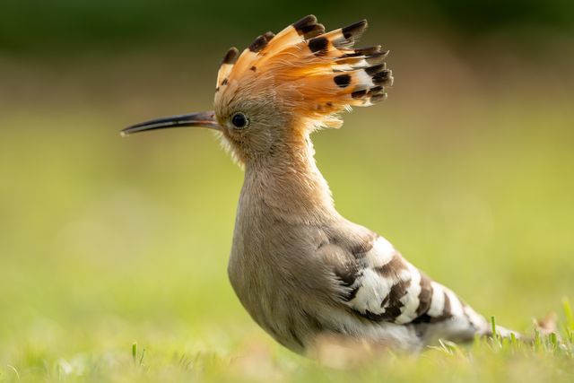 A rare bird the Hoopoe spotted in Swansea UK