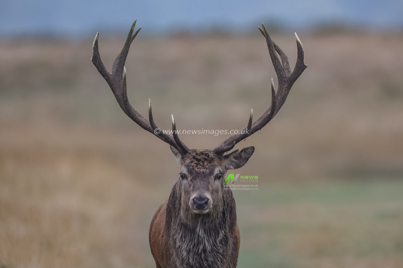 A younger red deer stag patrols the park looking for doeâ€™s to mate with during the annual autumn deer rut at Bradgate Park, Newtown near Leicester, United Kingdom, 15th October 2024

(Photo by Mark Cosgrove/News Images)