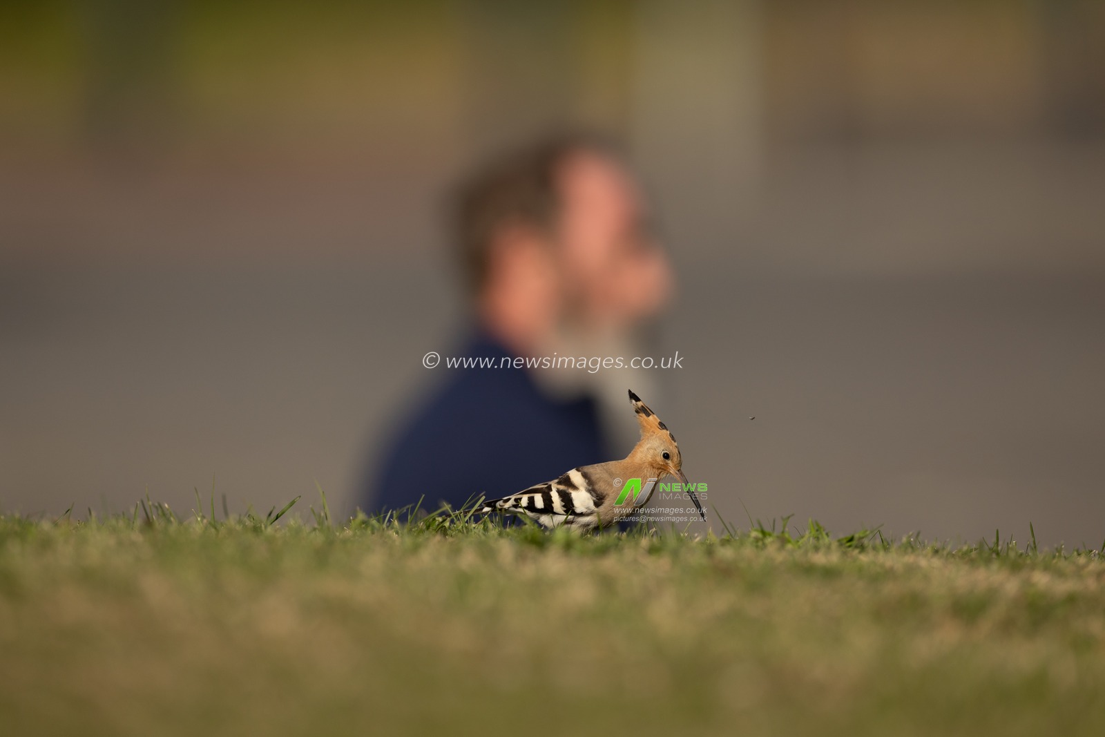 A remarkable sighting has delighted Thomas Winstone a nature photographer and birdwatchers in the UK as a Hoopoe, a striking and rare bird, was spotted in a field near Swansea. Known for its distinctive crown of feathers and beautiful plumage with shades of rust and black, the Hoopoe is a captivating presence in the avian world. Typically found in warmer climates, this migratory bird's appearance in Wales is extraordinary, sparking excitement among local ornithologists and nature enthusiasts. The Hoopoe's unique call and foraging behaviour as it searches for insects make it a fascinating subject for observation. This rare visitor is a reminder of nature's surprises and the importance of preserving habitats for these beautiful creatures;  Swansea, United Kingdom, 7th October 2024

(Photo by Thomas Winstone/News Images)