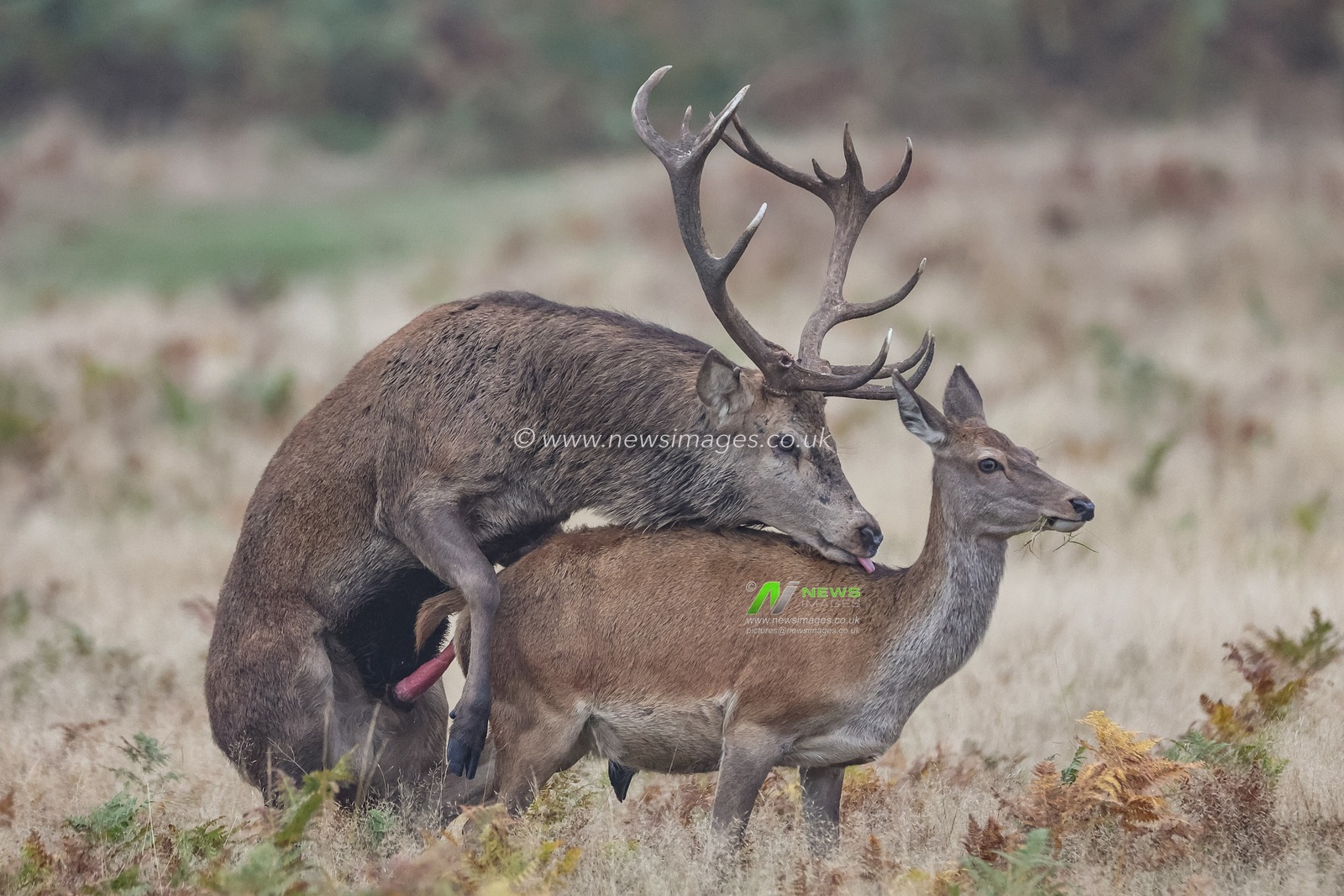 ***Editors note animals mating *** 

A red deer stag mounts one if his doeâ€™s during their annual mating season during the annual autumn deer rut at Bradgate Park, Newtown near Leicester, United Kingdom, 15th October 2024

(Photo by Mark Cosgrove/News Images)