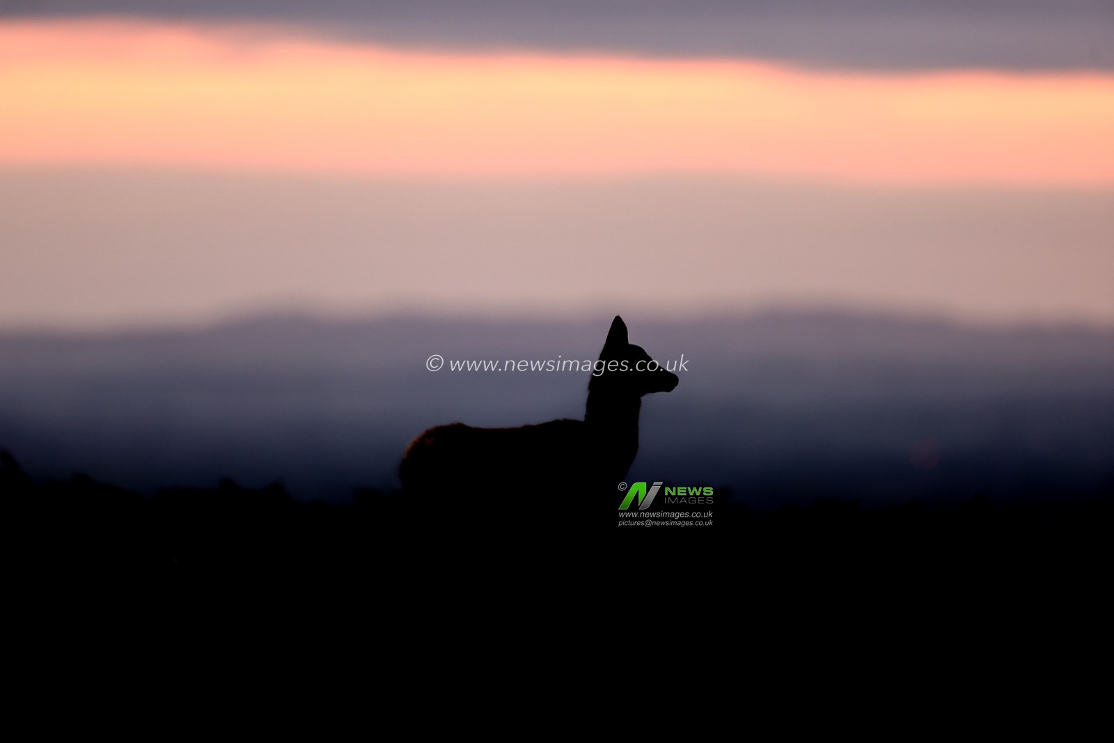A red deer doe during the annual autumn deer rut at Bradgate Park, Newtown near Leicester, United Kingdom, 9th October 2025

(Photo by Alfie Cosgrove/News Images)