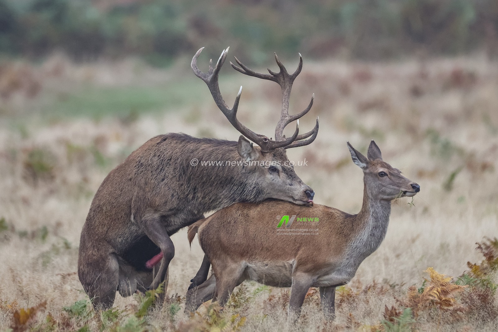 ***Editors note animals mating *** 

A red deer stag mounts one if his doeâ€™s during their annual mating season during the annual autumn deer rut at Bradgate Park, Newtown near Leicester, United Kingdom, 15th October 2024

(Photo by Mark Cosgrove/News Images)