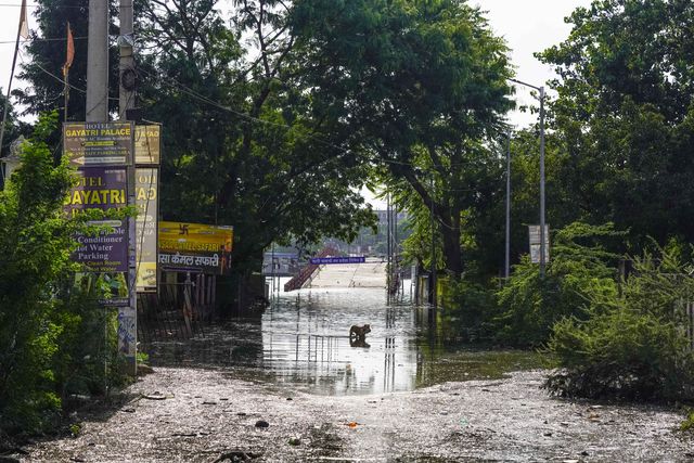 A Dog wades across a flooded street near the holy lake of Pushkar, india on 10 September 2025.(Photo: Himanshu Sharma/News Images)