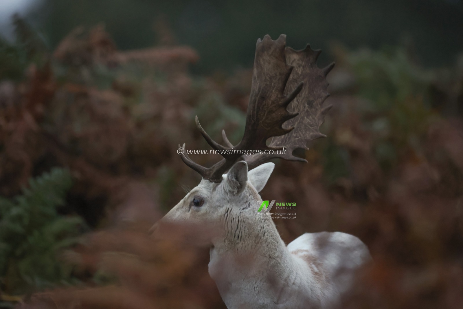 A white Fallow deer stag looking for doeâ€™s to mate with during the annual autumn deer rut at Bradgate Park, Newtown near Leicester, United Kingdom, 15th October 2024

(Photo by Mark Cosgrove/News Images)
