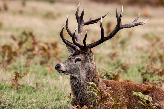 A red deer stag patrols the park looking for doe’s to mate with during the annual autumn deer rut at Bradgate Park, Newtown near Leicester, United Kingdom, 8th October 2025

(Photo by Alfie Cosgrove/News Images)