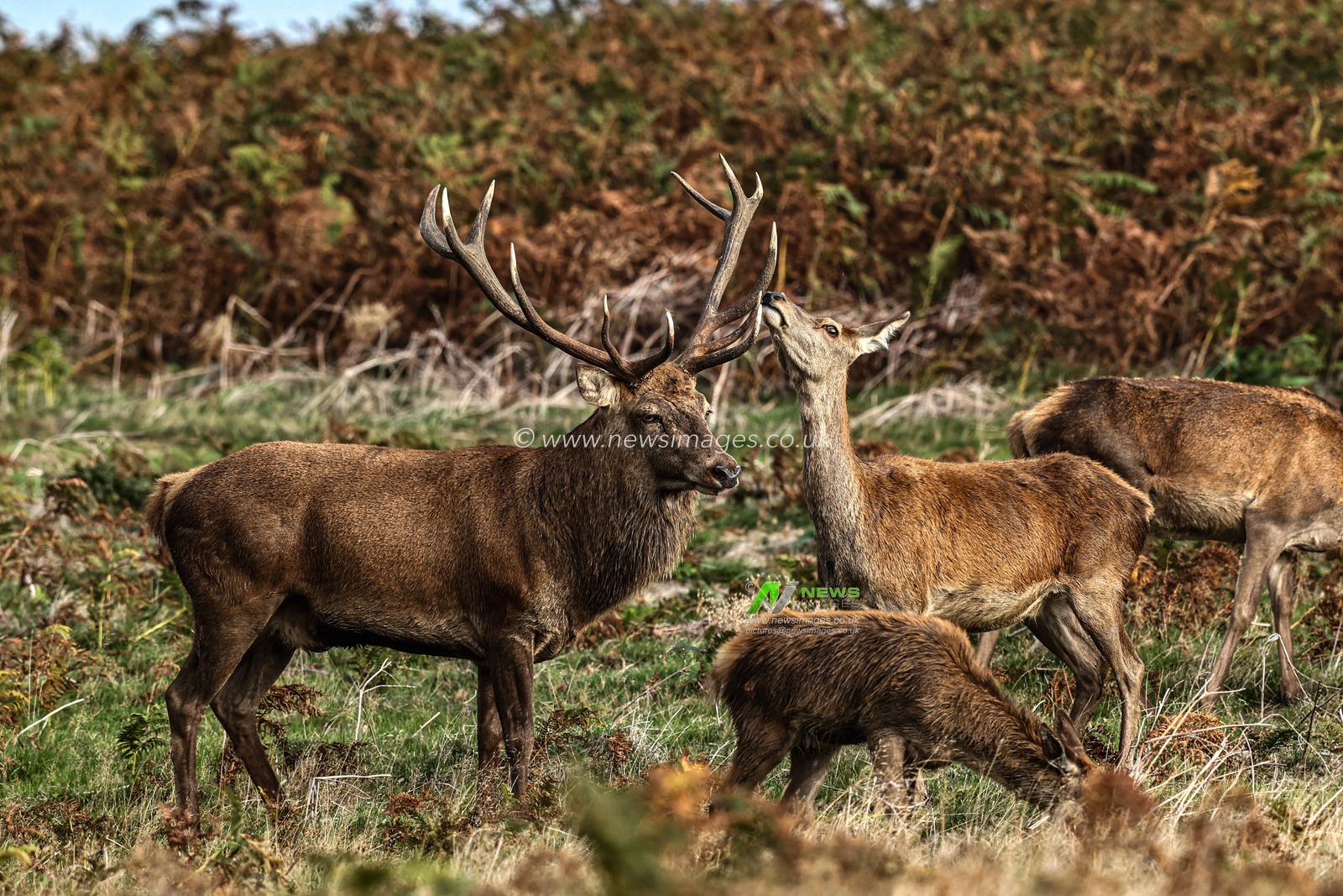 A red deer stag patrols the park looking for doe’s to mate with during the annual autumn deer rut at Bradgate Park, Newtown near Leicester, United Kingdom, 8th October 2025

(Photo by Alfie Cosgrove/News Images)