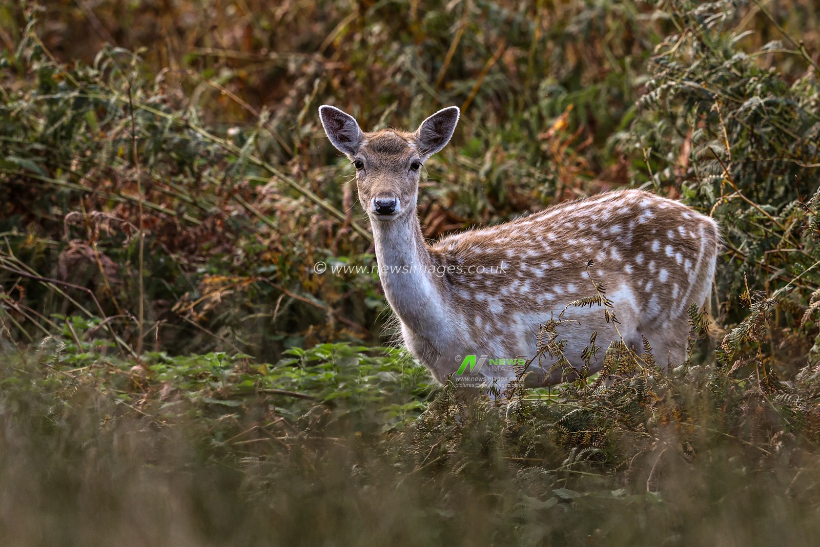 A fallow deer during the annual autumn deer rut at Bradgate Park, Newtown near Leicester, United Kingdom, 8th October 2025

(Photo by Alfie Cosgrove/News Images)